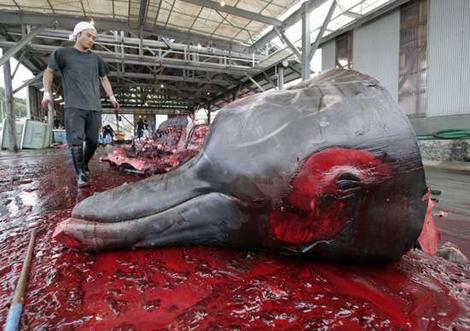 URGENT GLOBAL CALL TO ACTION ISSUED TO HELP STOP THE BARBARIC SLAUGHTERING OF WHALES IN NORWAY