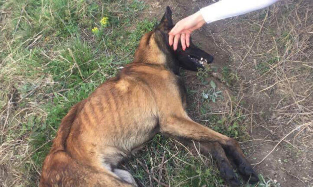 DOG FOUND STARVING TO DEATH AND RESCUED IN KOSOVO. UNFORTUNATELY HE PASSED AWAY, RAISE YOUR VOICE FOR HIM!