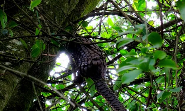 OIPA STARTS A FOREST AND WILDLIFE CONSERVATION PROJECT WITH THE MINISTRY OF FORESTRY AND WILDLIFE OF CAMEROON  – The habitat of the endemic pangolin and shimpanzee, endangered species, will be protected