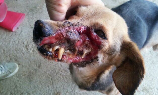 PEPETTE: DISFIGURED ON HER FACE, A STRAY DOG RESCUED BY OIPA VOLUNTEERS. SHE IS STILL SUFFERING AND NEEDS MEDICAL CARE. PLEASE DONATE YOUR HELP