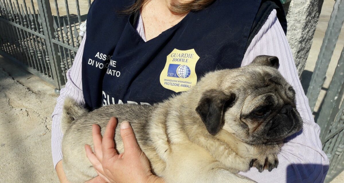 PUG DOG STOLEN AND FOUND BY OIPA ANIMAL GUARDS AFTER 3 YEARS. NOW IS BACK HOME