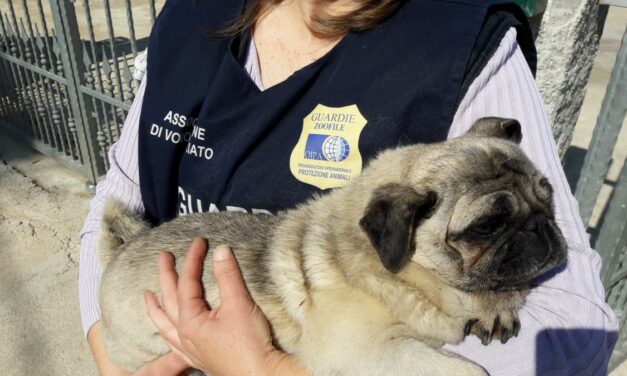 PUG DOG STOLEN AND FOUND BY OIPA ANIMAL GUARDS AFTER 3 YEARS. NOW IS BACK HOME