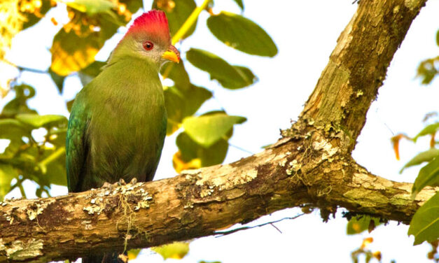 ARE YOU A BIRD LOVER? DO YOU WANT TO DO SOMETHING FOR BIRDS? THEN IT IS TIME TO ACT. SAVE ONE OF THE REAREST SPECIES OF BIRDS: Tauraco bannermani