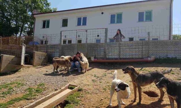 TREATMENT AND CASTRATION OF STRAY DOGS IN KOSOVO