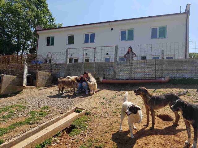 TREATMENT AND CASTRATION OF STRAY DOGS IN KOSOVO
