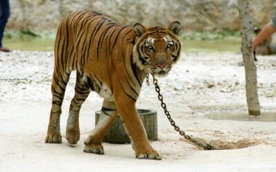 TIGER TEMPLE, THAILAND – SIGN THE PETITION!