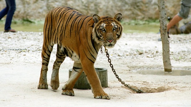 TIGER TEMPLE, THAILAND – SIGN THE PETITION!