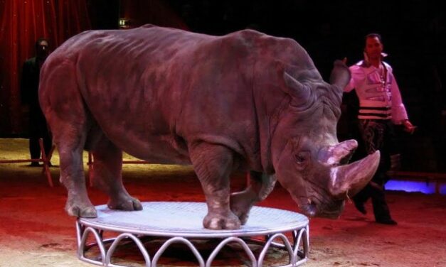 WILD ANIMALS IN TRAVELLING CIRCUSES: THE SCOTLAND CASE