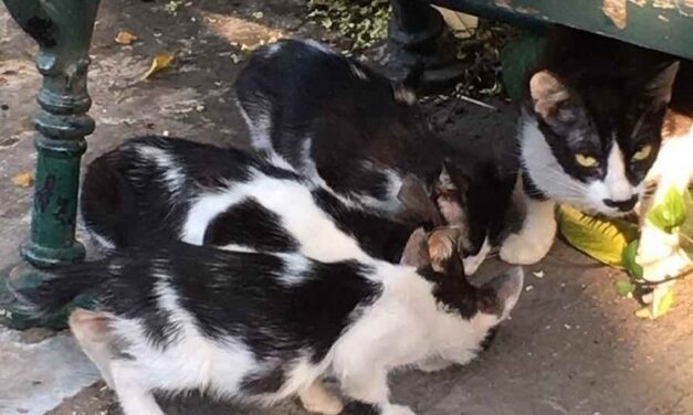 ATHENS – Justice for the Plaka cats – SIGN THE PETITION!