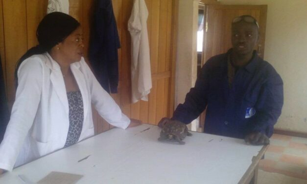 OIPA CAMEROON RESCUES A TORTOISE CAUGHT BY A LOCALLY MADE TRAP