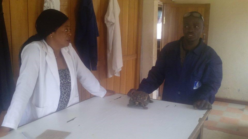 OIPA CAMEROON RESCUES A TORTOISE CAUGHT BY A LOCALLY MADE TRAP