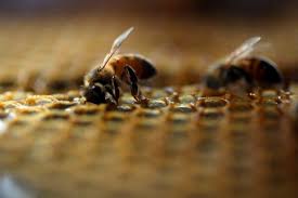 Grievance of OIPA India on Honey Bees