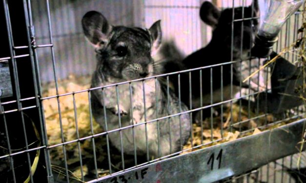 SERBIA – Anti-Fur Action – SIGN THE PETITION!