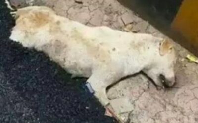 SLEEPING DOG IS POURED MOLTEN TAR ON AND RAN OVER, SIGN A PETITION TO DEMAND PROSECUTION OF DEPLORABLE HUMANS RESPONSIBLE FOR HIS DEATH