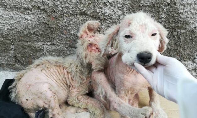 BALOO E BAGHEERA… WHAT’S LEFT OF TWO MAREMMA SHEEPDOGS