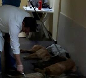 STOP MASS KILLING OF STRAY DOGS IN TIRANA! SIGN THE PETITION