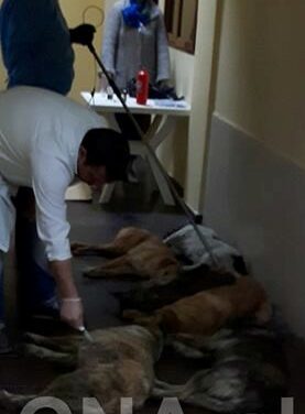 STOP MASS KILLING OF STRAY DOGS IN TIRANA! SIGN THE PETITION