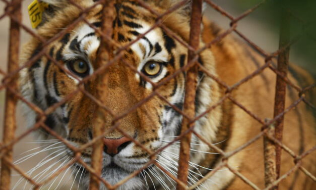 Tigers as pets: individual liberty or global catastrophe?