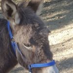 donkey: stupidity or rebellion?