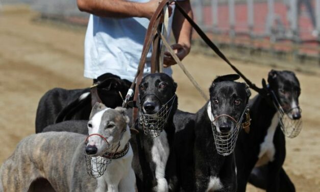 600 GREYHOUNDS TO BE CARED FOR BY MACAU AUTHORITIES AFTER YAT YUEN TRACK CLOSES