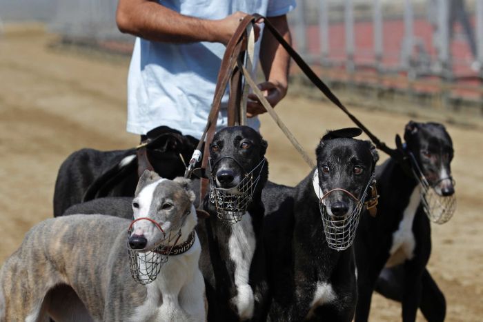 600 GREYHOUNDS TO BE CARED FOR BY MACAU AUTHORITIES AFTER YAT YUEN TRACK CLOSES