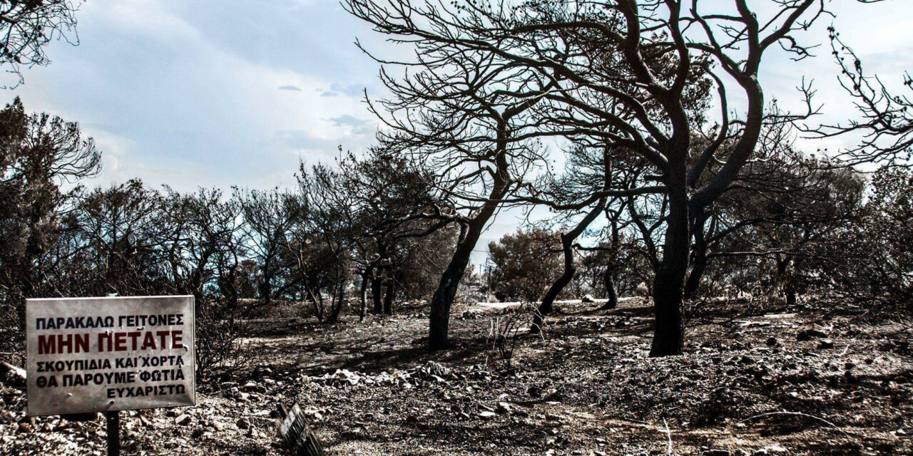 Greece fires: Animals in trouble need your help