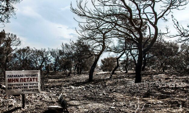 Greece fires: Animals in trouble need your help