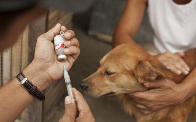 FACTS YOU MAY NOT KNOW ABOUT RABIES