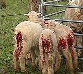 MULESING: LEGAL TORTURE OR PART OF THE CRUEL WORLD OF INTENSIVE FARMING