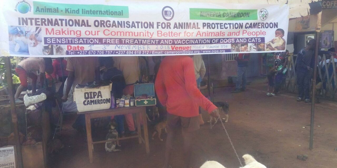OIPA CAMEROON VACCINATES MORE THAN 100 DOGS AND CATS