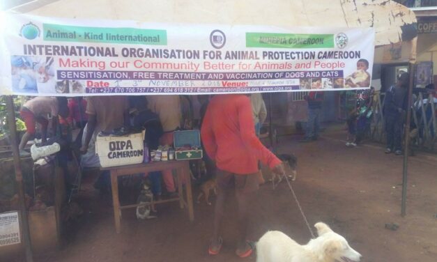 OIPA CAMEROON VACCINATES MORE THAN 100 DOGS AND CATS