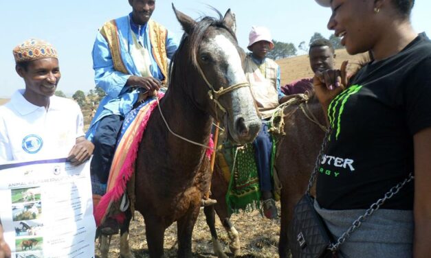 IMPROVING WORKING CONDITIONS OF HORSES AND DONKEYS IN CAMEROON