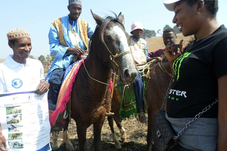 IMPROVING WORKING CONDITIONS OF HORSES AND DONKEYS IN CAMEROON