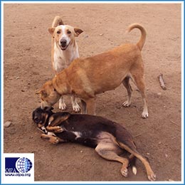 EGYPT’S STRAY DOGS MANAGEMENT: SOME GOOD NEWS