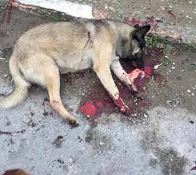 Azerbaijan: a new mass culling of stray dogs