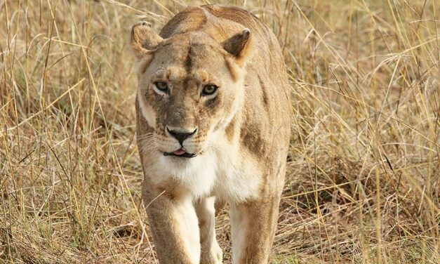 BLOOD LIONS – THE DOCUMENTARY