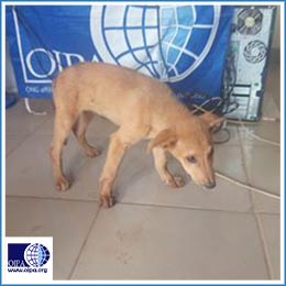 OIPA-CAMEROON IS PLEADING FOR DONATIONS TO HELP A POOR FAMILY KEEP THE RESCUED PUPPY THEY LOVE