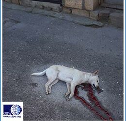 AZERBAIJAN: THE SLAUGHTER OF STRAY DOGS CONTINUES