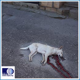 AZERBAIJAN: THE SLAUGHTER OF STRAY DOGS CONTINUES