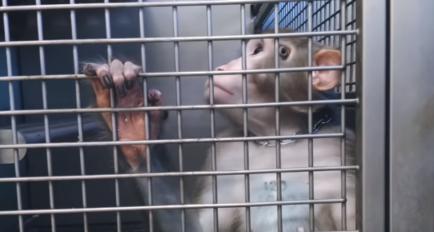 ‘LIGHTUP’: VIVISECTION EXPERIMENTS AT THE ITALIAN UNIVERSITY OF TURIN