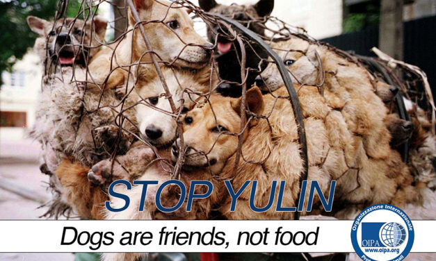 LITTLE MUSINGS ABOUT YULIN FESTIVAL