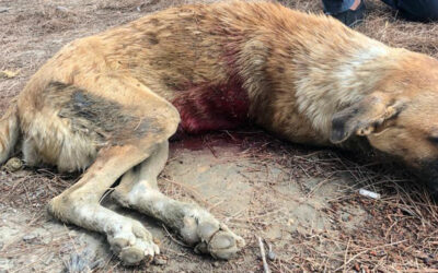AZERBAIJAN:  STOP MASS KILLING OF STRAY DOGS! Sign the petition!