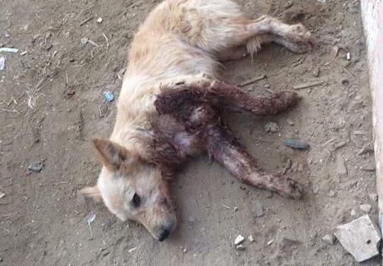 CRUEL DOG POPULATION MANAGEMENT METHODS IN EGYPT