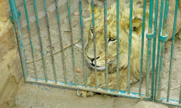 BREAKTHROUGH RULING- SOUTH AFRICA’S LION BONE EXPORT QUOTA DEEMED ‘UNLAWFUL AND CONSTITUTIONALLY INVALID’