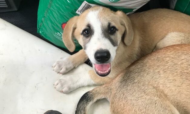 STERILISATION OF CATS AND FOOD DONATIONS TO A DOG SHELTER IN AZERBAIJAN