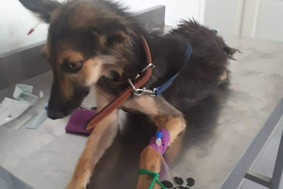RESCUING INJURED DOGS IN TUNISIA