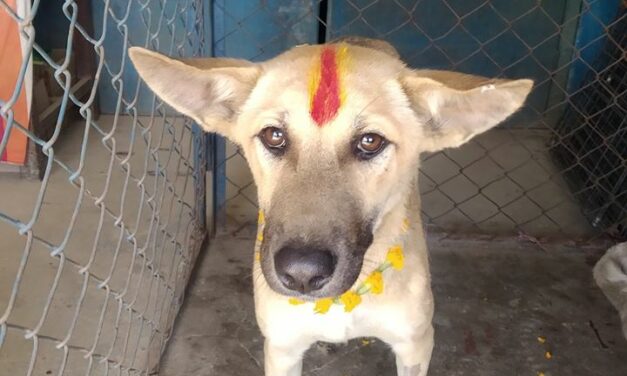 TIHAR, A NEPALI FESTIVAL THAT CELEBRATES ANIMALS