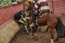 RODEOS IN CHILE: A TRADITIONAL FORM OF CRUELTY TO ANIMALS