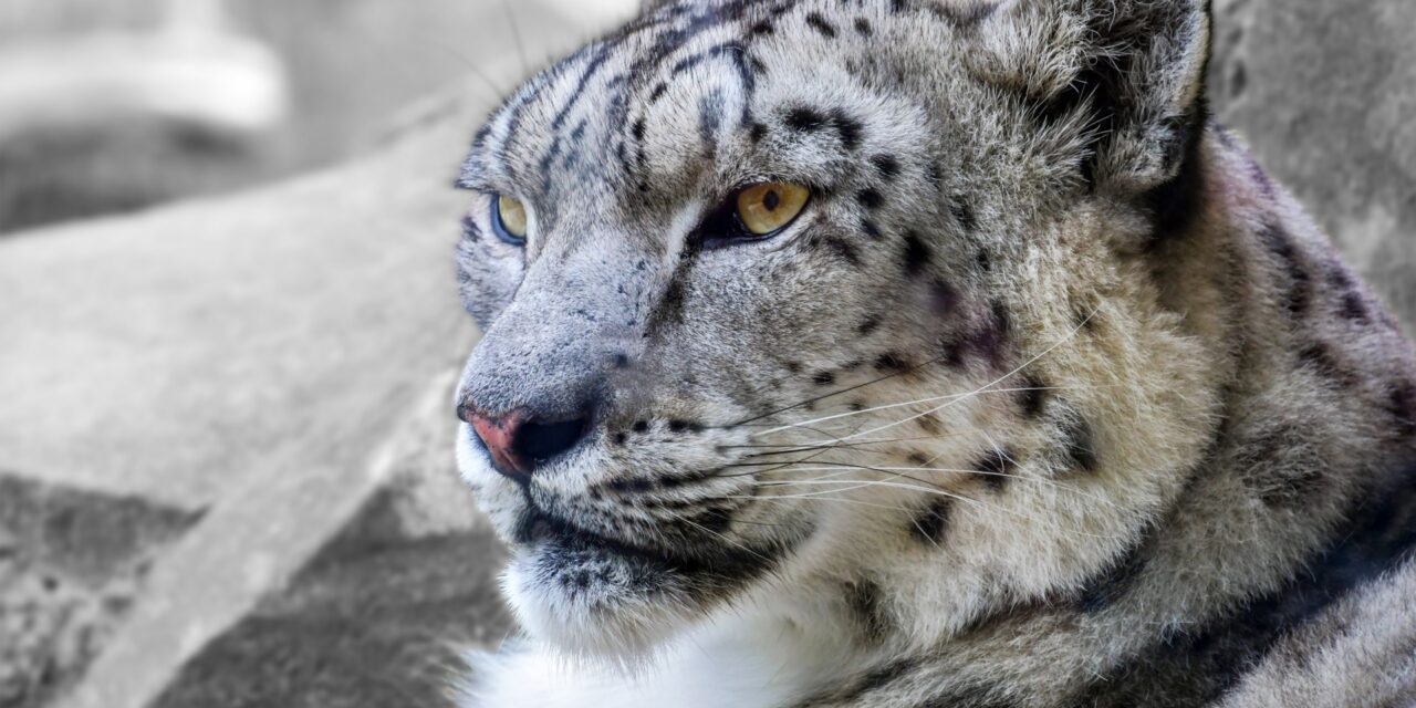 INDIA PLANS TO COUNT ITS SNOW LEOPARD POPULATION