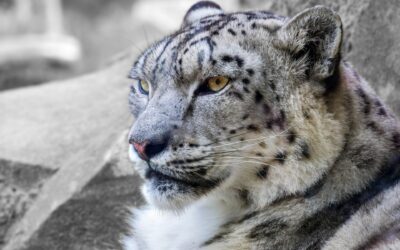 INDIA PLANS TO COUNT ITS SNOW LEOPARD POPULATION